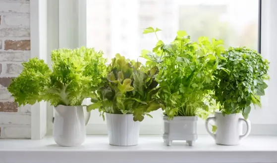 kruidenplanten