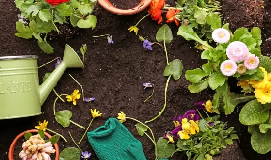 mediterrane potgrond