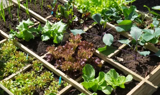 moestuinbakken