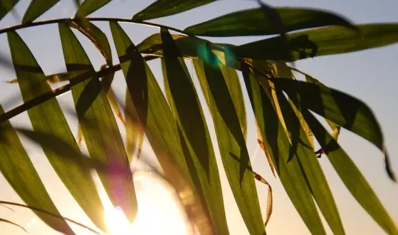 palmbomen