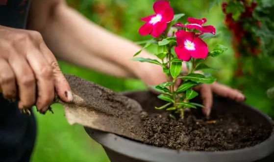 planten in pot