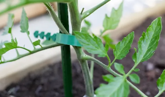 plantondersteuning