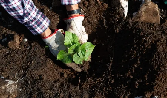 vaste tuinplanten