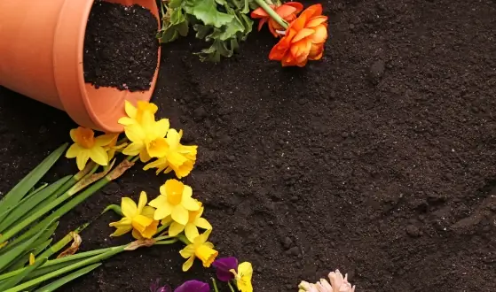 universele potgrond zomerbloeiers