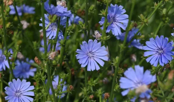vaste perkplanten