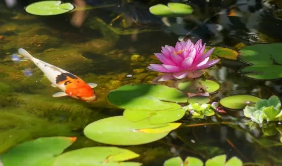 vijverplanten