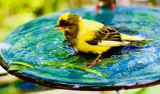 vogelbadjes
