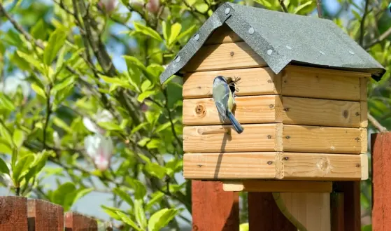 vogelhuisjes
