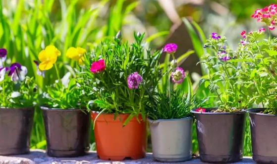 volume voordeel planten