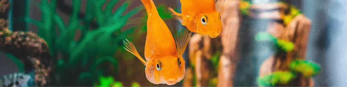 Aquariums & toebehoren