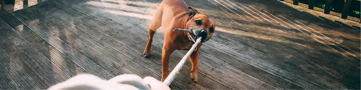 Honden