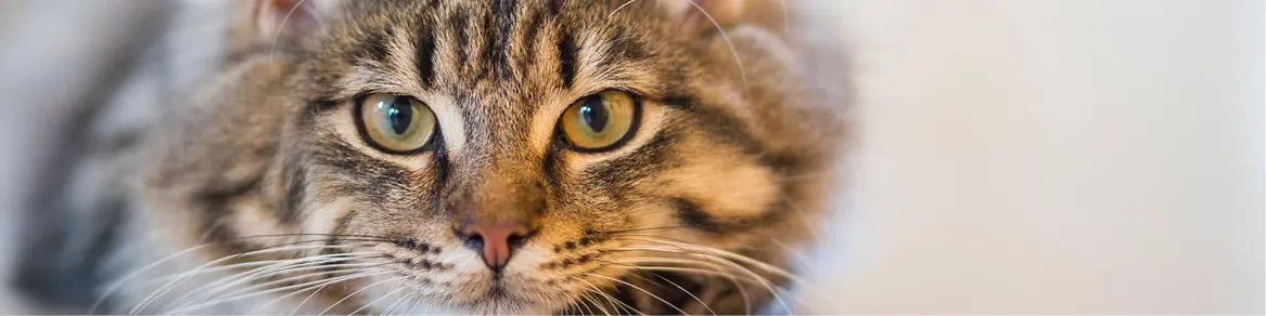 Katten