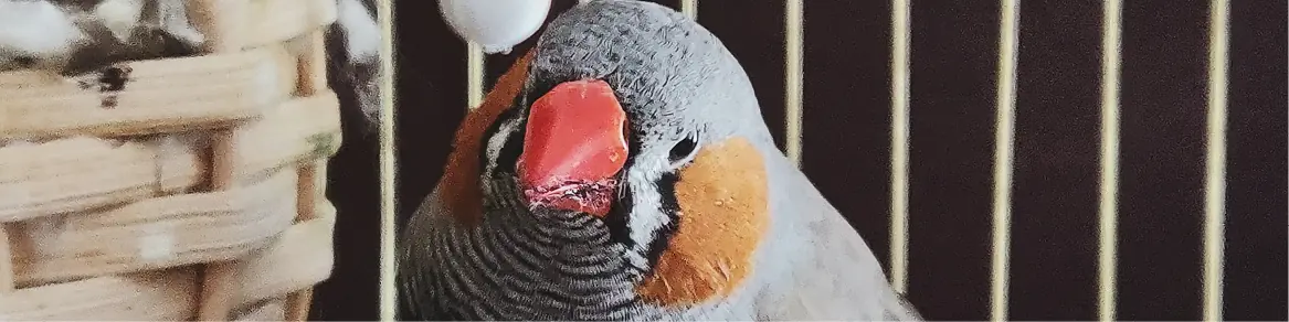 Vogels & overige dieren