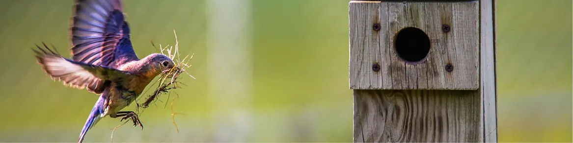 Vogelhuisjes & insectenhotels