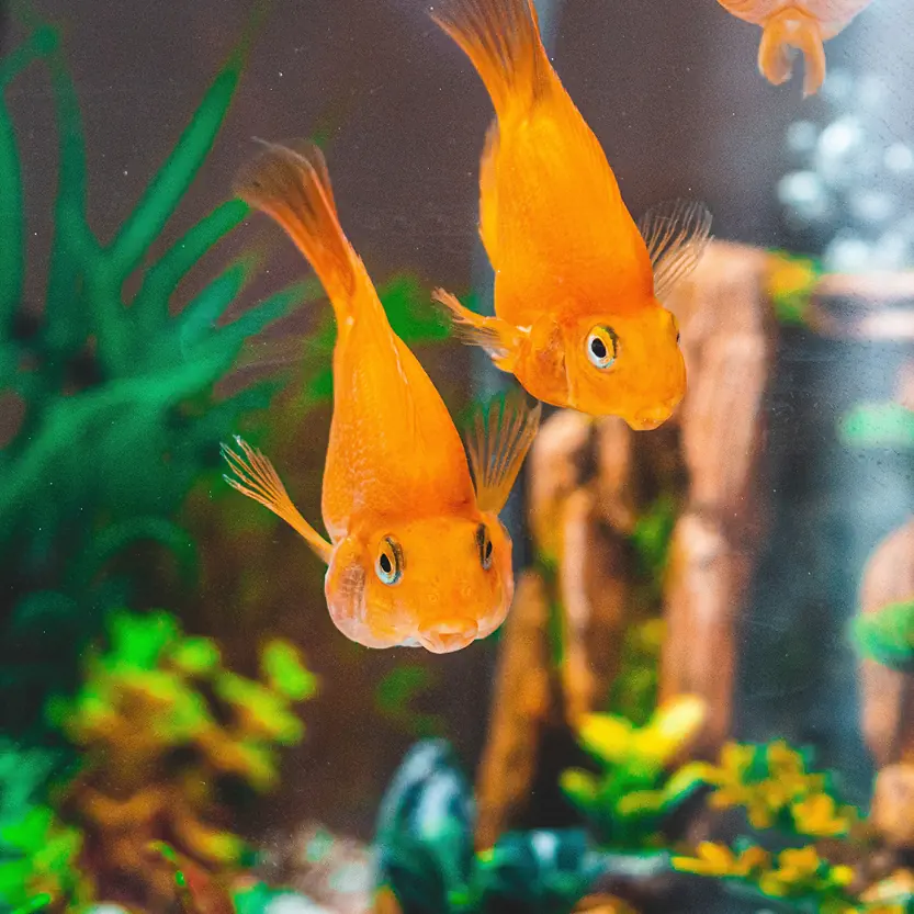 dier's