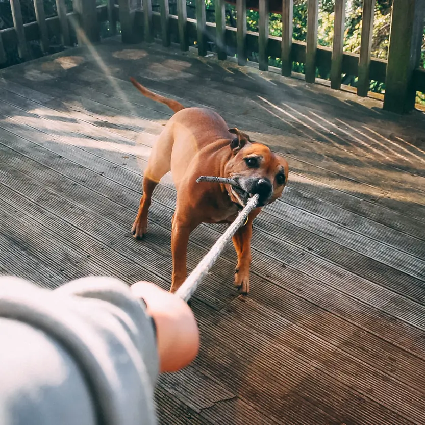 hond