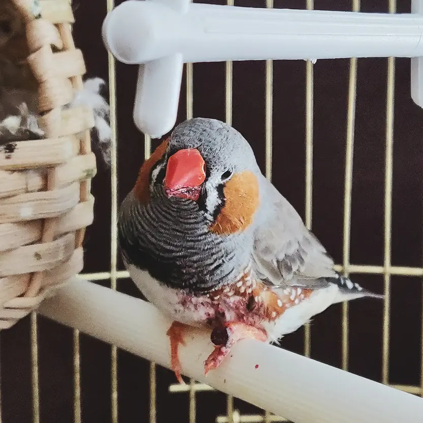 vogels-overige-dieren