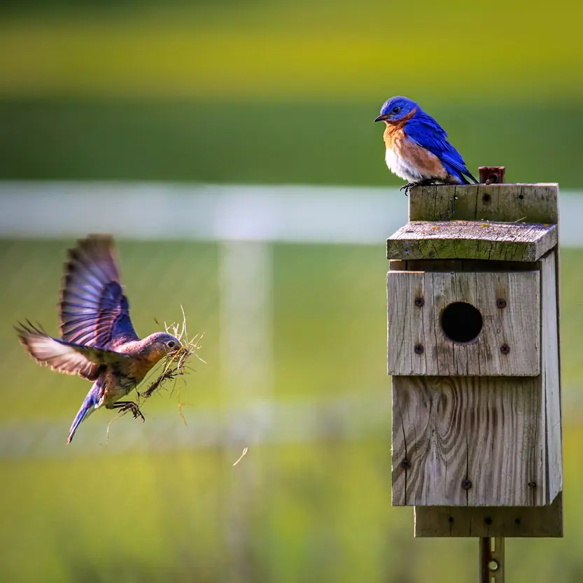 vogelhuisjes-insecten