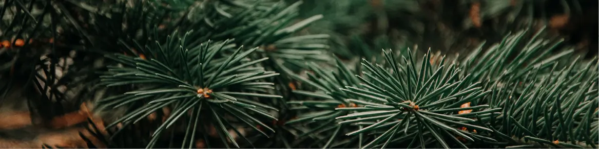 Kerstbomen