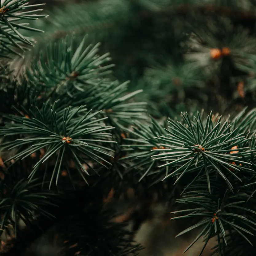 kerstbomen