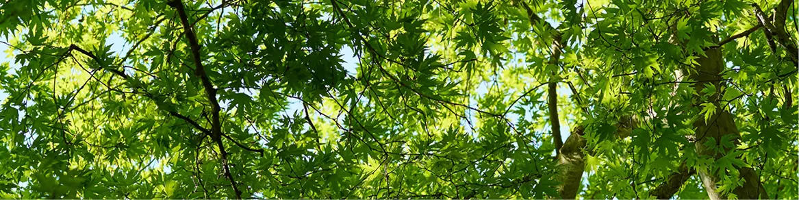 Bomen
