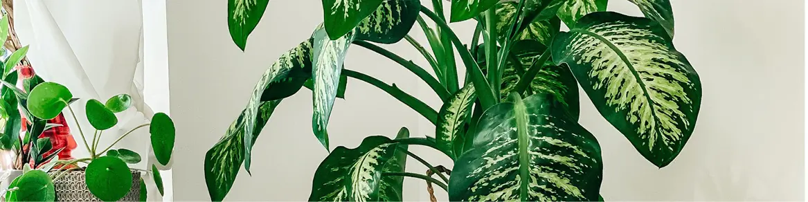 Kamerplanten