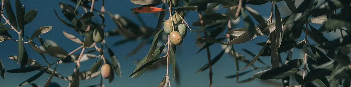 Mediterrane planten