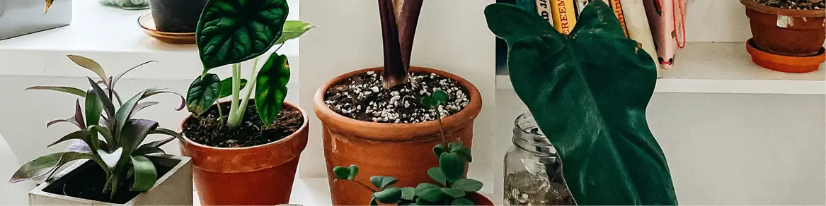 Bloemen & planten in pot