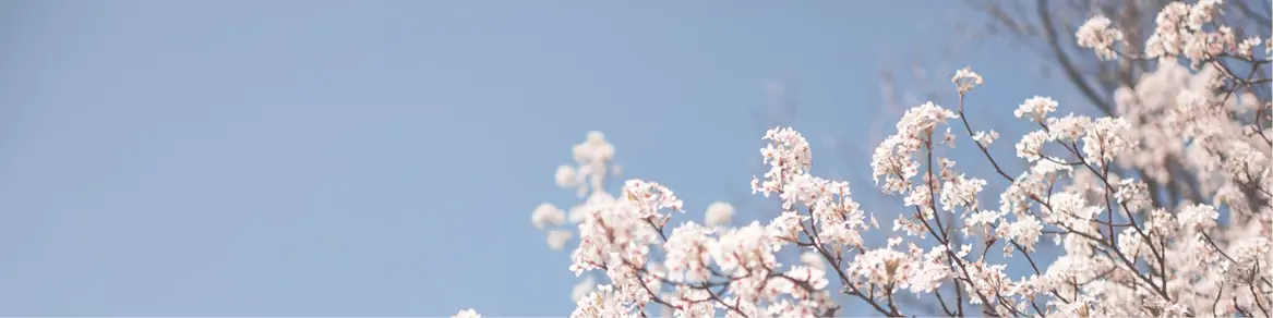 Bloesembomen
