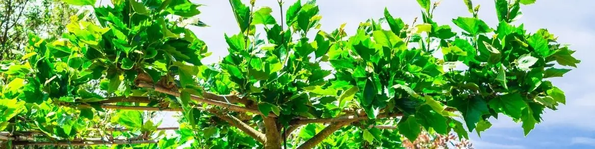 Leibomen