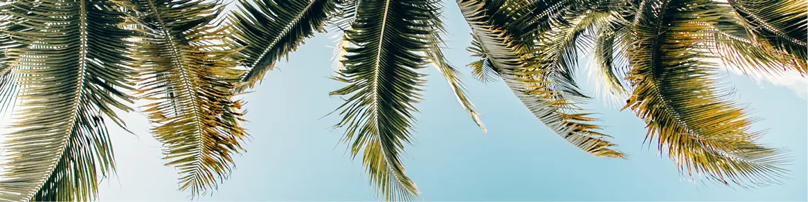 Palmbomen