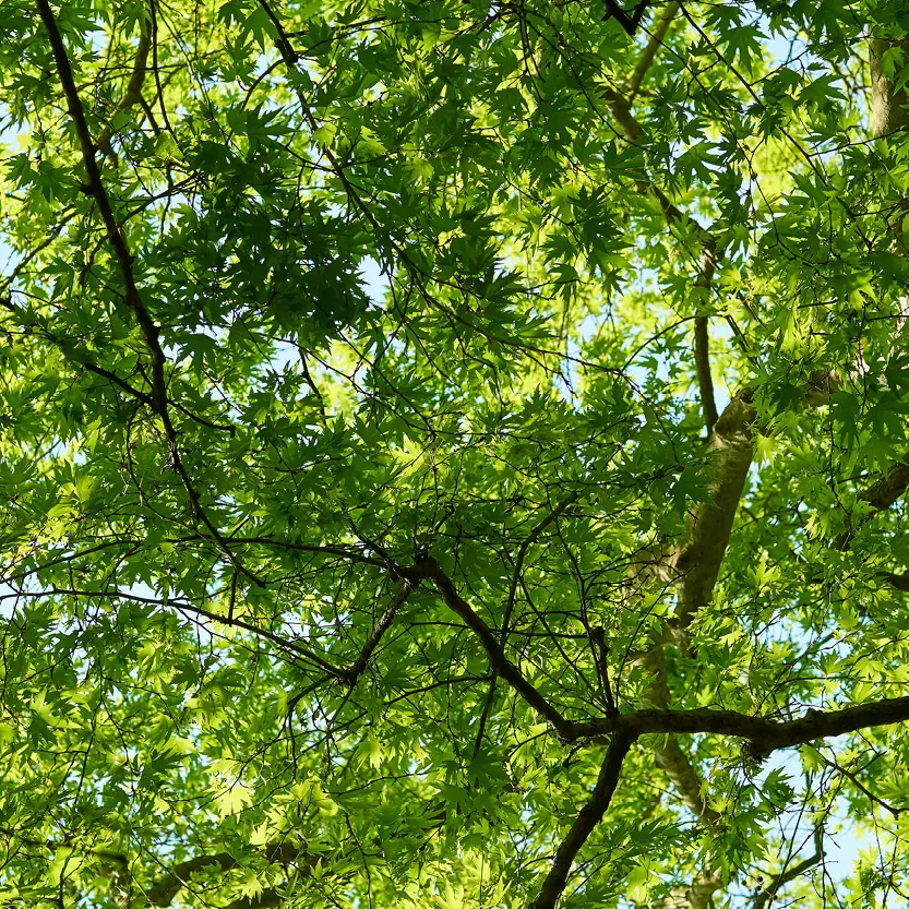 bomen