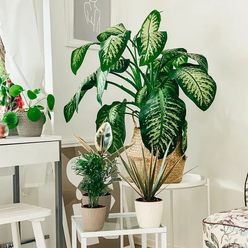 kamerplanten