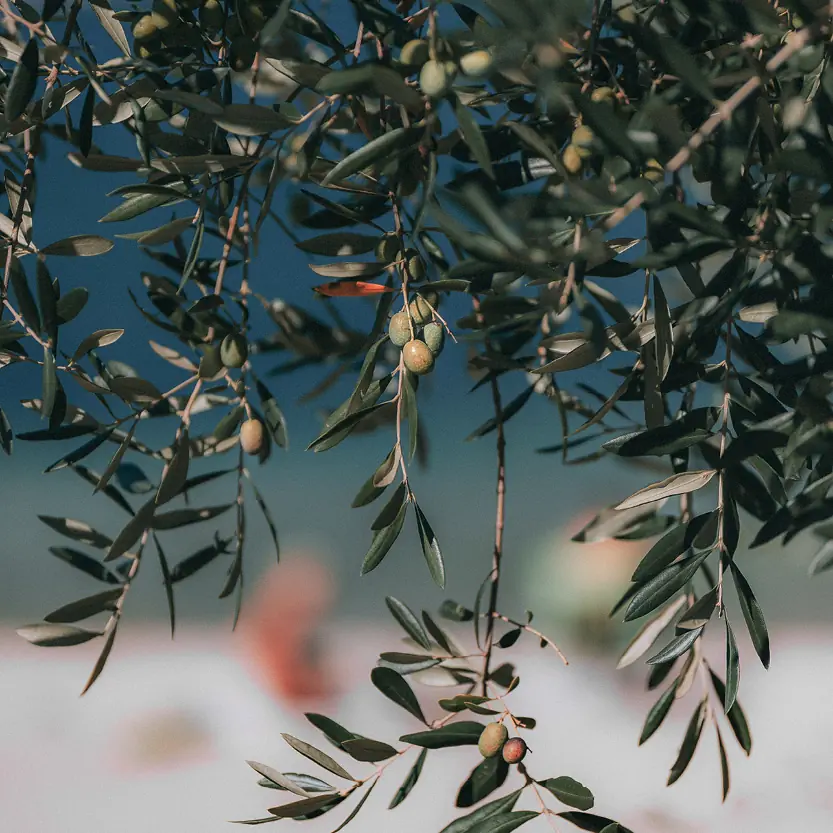 mediterrane-planten