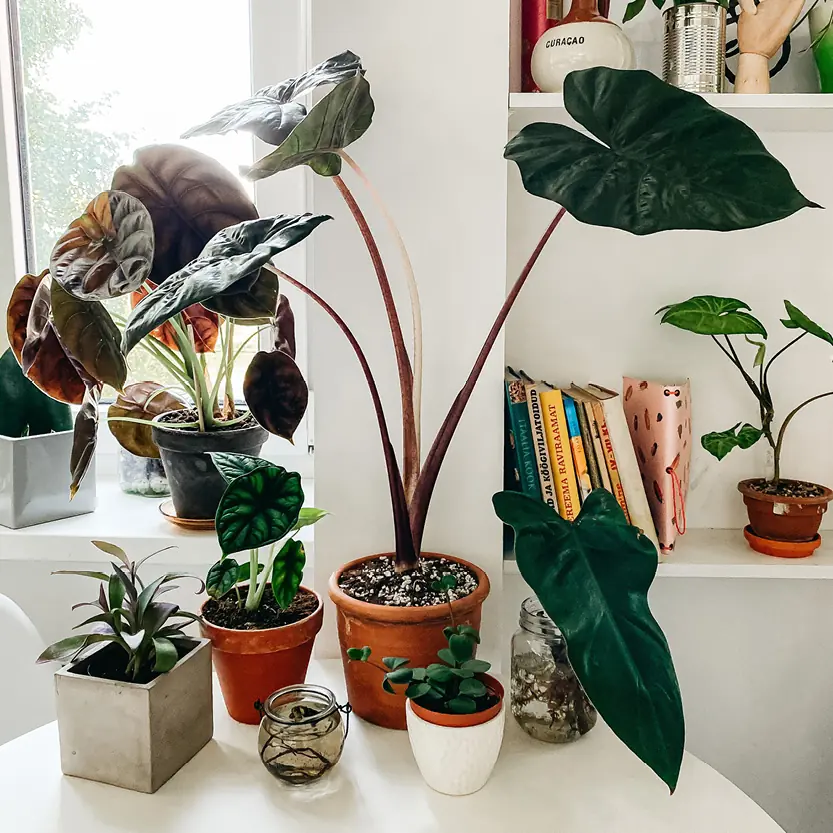 bloemen-planten-in-pot