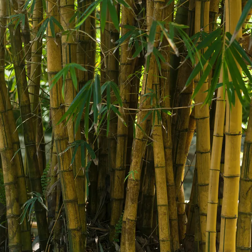 vaste-planten