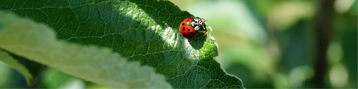 Gewasbescherming