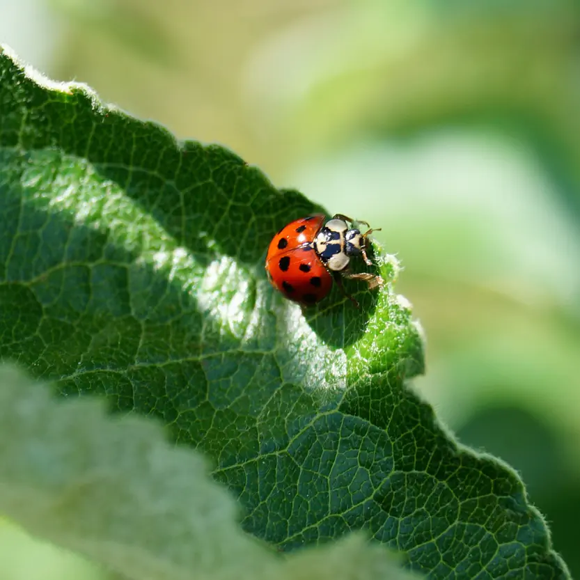 gewasbescherming
