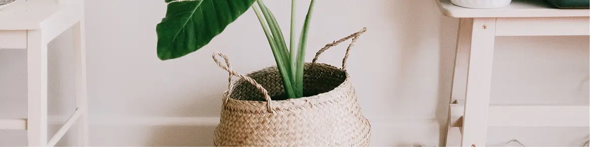 Hout, riet & baskets
