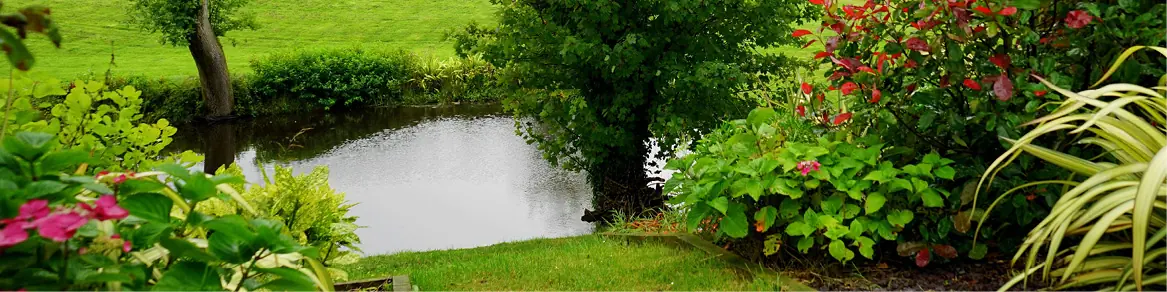 Vijver