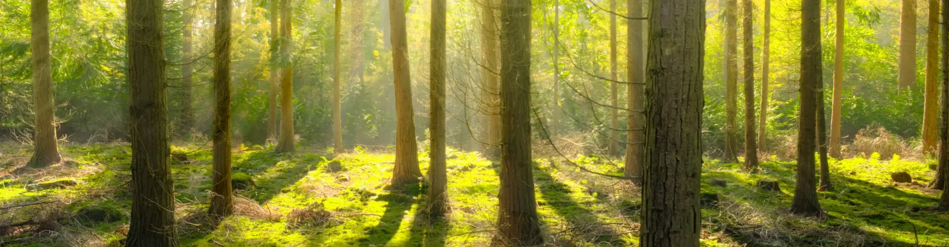 Vogel bomen