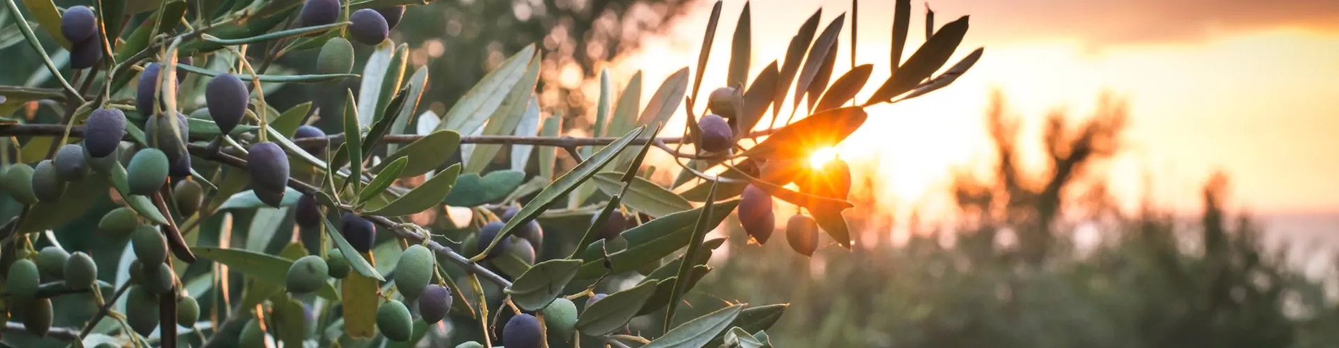 blog - palmbomen en olijfbomen met Sep