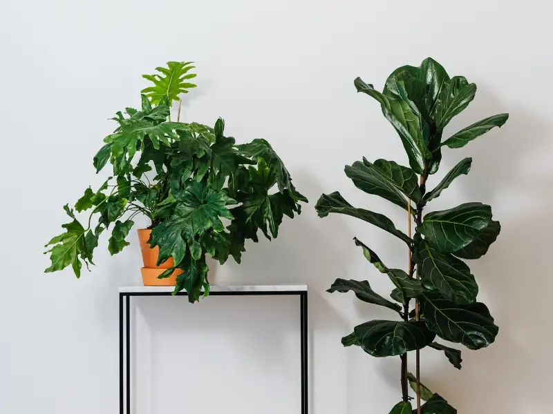 Zijden planten