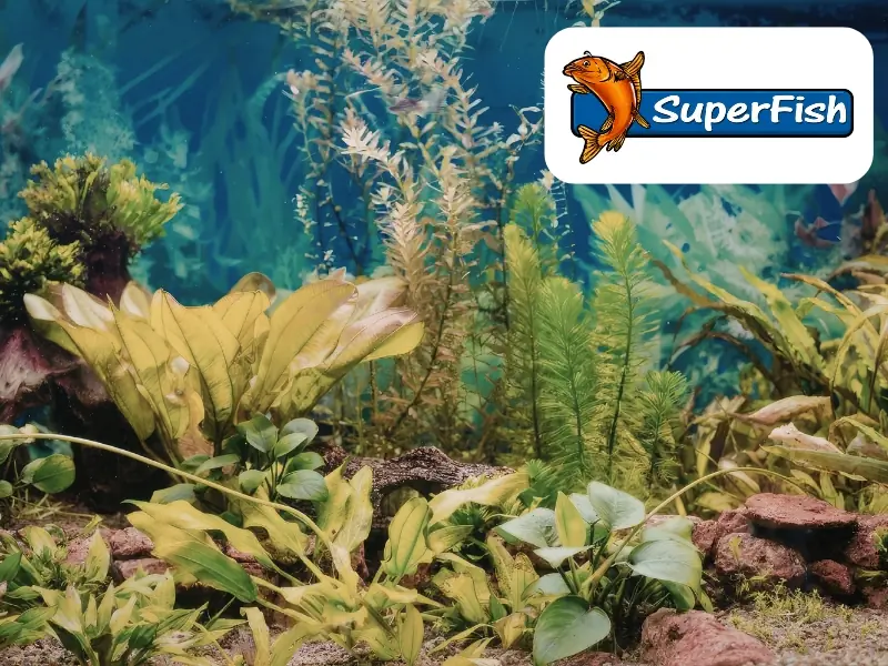 Superfish